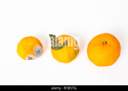Three tangerines , Rotten one  has mold damage, other with leave  and fresh one on white background top view Stock Photo