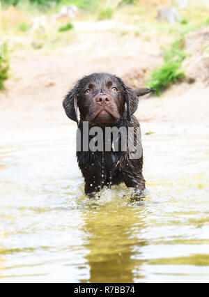 Labrador puppy dog standing in water Stock Photo