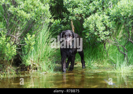 Labrador puppy dog scared of water Stock Photo