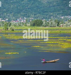 Man riding a shikara boat on the Dal lake in Srinagar, Kashmir, India. Stock Photo