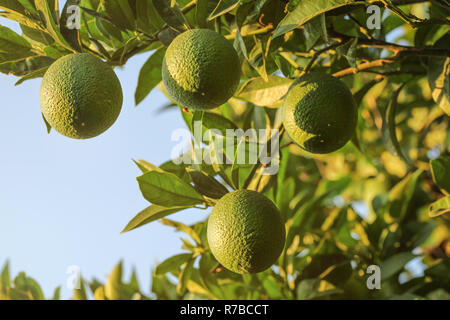 Unripe green lemons on tree branches with leaves, afternoon sunset light, sky in background. Stock Photo