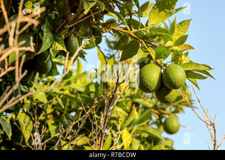 Unripe green lemons on a tree branch lit by afternoon sun, clear blue sky in background. Stock Photo