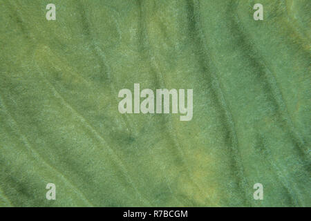 Sea bottom - sand "dunes" in shallow ocean water, underwater view from above. Abstract marine background. Stock Photo