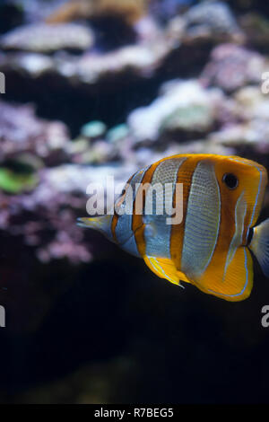 Copperband Butterflyfish Stock Photo