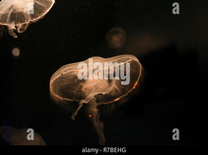 Jellyfish Stock Photo