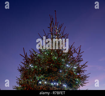 fir illuminated with lights for Christmas Stock Photo
