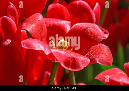Wet red tulip closeup Stock Photo