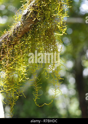 Lichen growing on a tree branch in a forest. Stock Photo