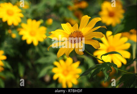 Yellow wild flowers in the sun. Summer flowers full of pollen with bright yellow petals. Stock Photo