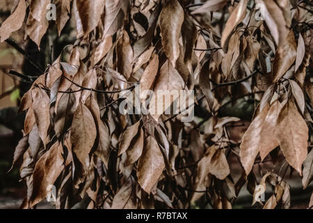 Tree with dry leaves late evening in tropics Stock Photo