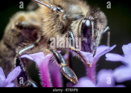 Maltese Honey Bee Legs Stock Photo