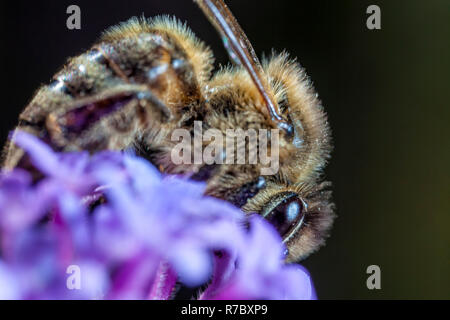 Maltese Honey Bee Stock Photo