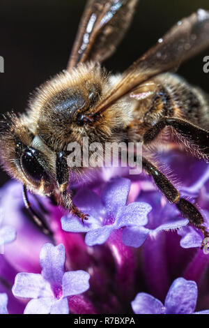 Maltese Honey Bee Stock Photo