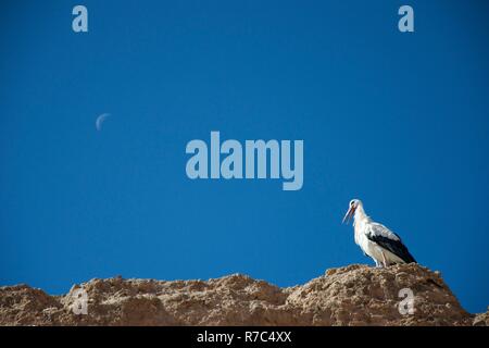 A stork opens its beak while sitting on an ancient wall against a deep blue sky which features a crescent moon Stock Photo