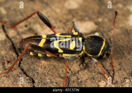 long horned beetle (Clytus ruricola) Stock Photo