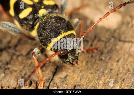 long horned beetle (Clytus ruricola) Stock Photo