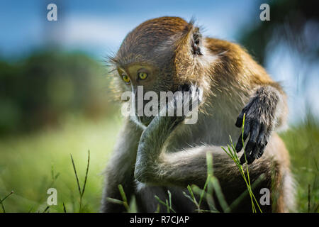 The macaque scratches on the head using the lower limb, the monkey sits on a green grassy meadow, National Park in Thailand Stock Photo