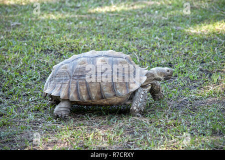 this is a side view of an African spurred tortoise Stock Photo