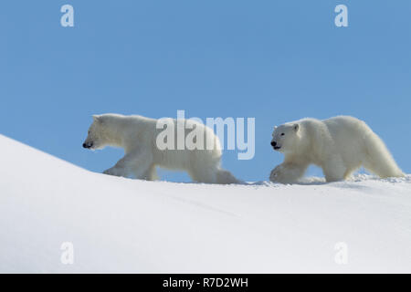 Two young playing bears Stock Photo