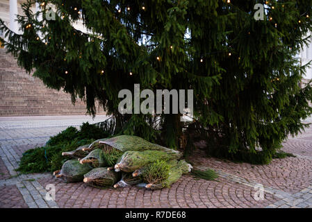 Small Christmas tree packed laying near big tree on the ground Stock Photo