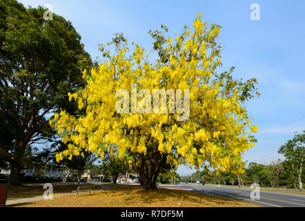 Golden Shower Tree (Cassia fistula) in bloom, Stratford Village, Far North Queensland, FNQ, QLD, Australia Stock Photo