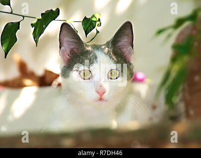 Fearful  and curious kitten hiding and looking behind fence. Stock Photo