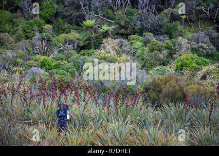 Hiking in Fiordland National Park, New Zealand Stock Photo