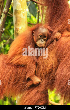 Baby Sumatran orangutan next to its mother n Gunung Leuser National Park, Sumatra, Indonesia. Sumatran orangutan is endemic to the north of Sumatra an Stock Photo