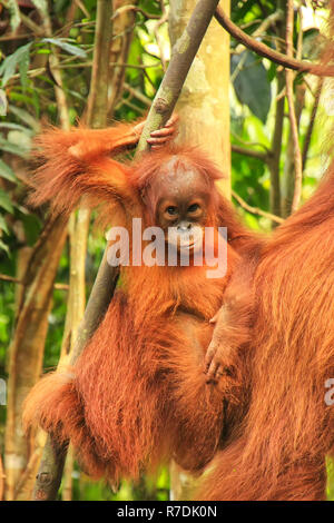 Baby Sumatran orangutan next to its mother n Gunung Leuser National Park, Sumatra, Indonesia. Sumatran orangutan is endemic to the north of Sumatra an Stock Photo