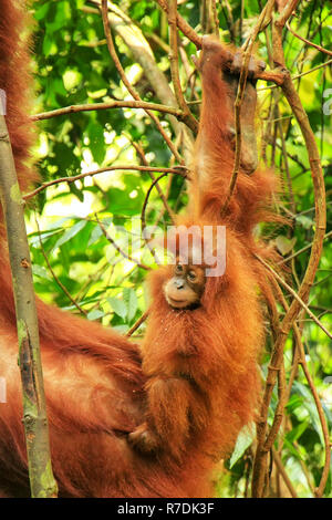 Baby Sumatran orangutan next to its mother n Gunung Leuser National Park, Sumatra, Indonesia. Sumatran orangutan is endemic to the north of Sumatra an Stock Photo