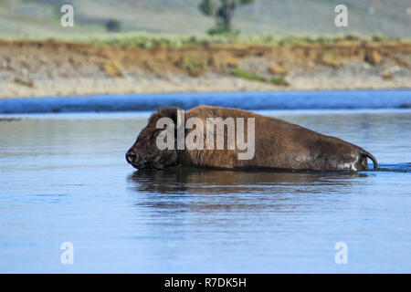 Bison crossing river in Lamar Valley, Yellowstone National Park, Wyoming, USA Stock Photo