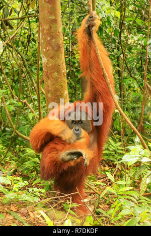 Male Sumatran orangutan (Pongo abelii) itching, Gunung Leuser National Park, Sumatra, Indonesia. Sumatran orangutan is endemic to the north of Sumatra Stock Photo
