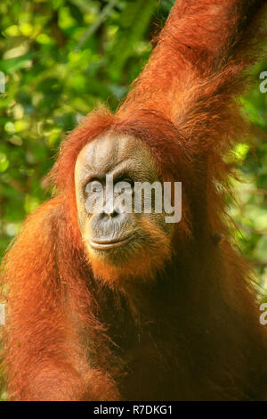 Portrait of a female Sumatran orangutan (Pongo abelii) in Gunung Leuser National Park, Sumatra, Indonesia. Sumatran orangutan is endemic to the north  Stock Photo