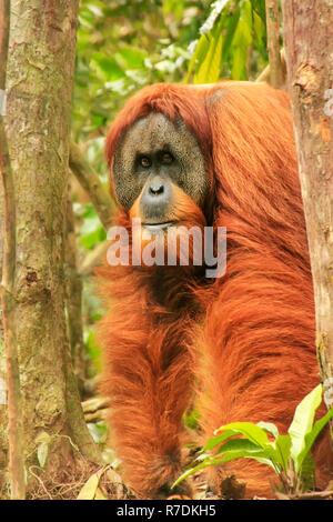 Male Sumatran orangutan (Pongo abelii) standing on the ground in Gunung Leuser National Park, Sumatra, Indonesia. Sumatran orangutan is endemic to the Stock Photo