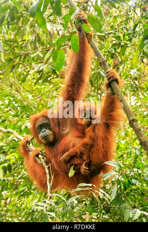 Female Sumatran orangutan with a baby hanging in the trees, Gunung Leuser National Park, Sumatra, Indonesia. Sumatran orangutan is endemic to the nort