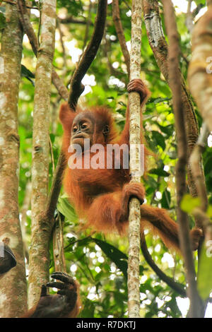 Young Sumatran orangutan (Pongo abelii) sitting on trees in Gunung Leuser National Park, Sumatra, Indonesia. Sumatran orangutan is endemic to the nort Stock Photo