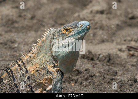 Large Black Iguana (Ctenosaura similis) sunning himself on an open patch of earth in Costa Rica. Stock Photo