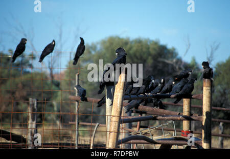 RED TAIL BLACK COCKATOOS (CALYPTORHYNCHUS BANKSII) NORTHERN TERRITORY, AUSTRALIA. Stock Photo