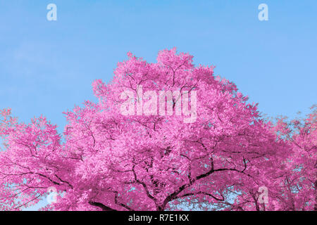 Close-up of a colorful Pink Tree in front of a blue clear Sky on a sunny Day. Stock Photo