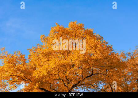 Close-up of a colorful Orange Tree in front of a blue clear Sky on a sunny Day. Stock Photo