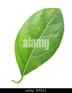 Green leaf of avocado isolated on white background. Clipping path Stock Photo