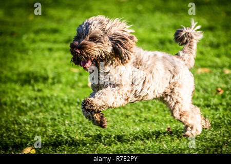 Cockapoo in Richmond Park Stock Photo