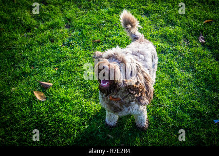 Cockapoo in Richmond Park Stock Photo