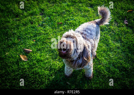 Cockapoo in Richmond Park Stock Photo