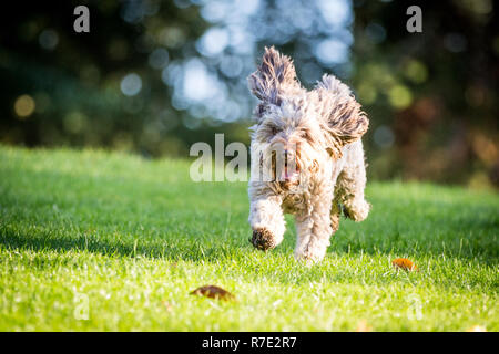 Cockapoo in Richmond Park Stock Photo