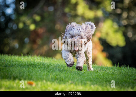 Cockapoo in Richmond Park Stock Photo