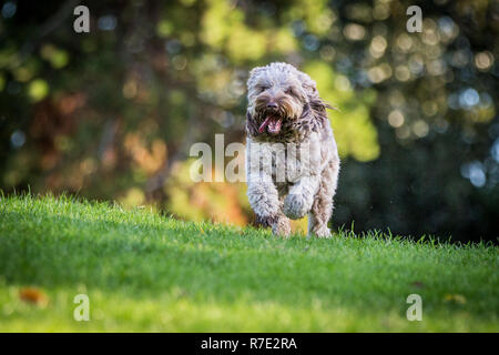 Cockapoo in Richmond Park Stock Photo