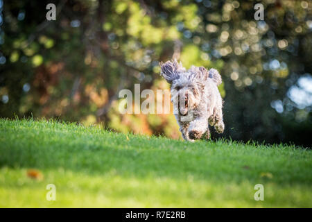 Cockapoo in Richmond Park Stock Photo
