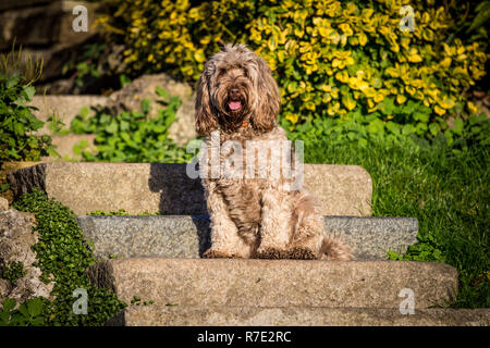 Cockapoo in Richmond Park Stock Photo