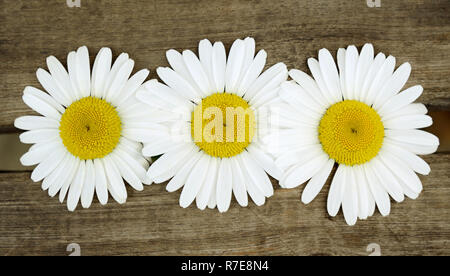 Three daisies on old wooden boards Stock Photo